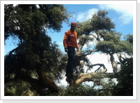 bosque de polylepis / Chimporazo