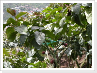 eco hike Baños - tomate de arbol