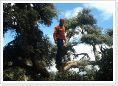 Bosque de Polylepis - Chimborazo