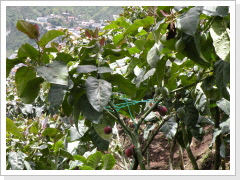 Eco-Hike Baños, Tomatoe Tree
